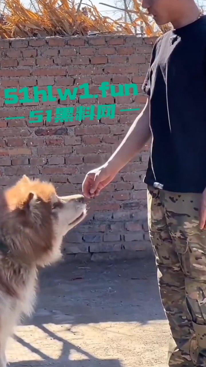 网红狗艾特疑遭训狗师【潘宏】虐待致死，女明星陈乔恩蹭热点带节奏被网友骂上热搜。-1